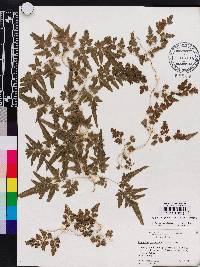 Lygodium japonicum image