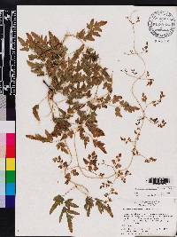 Lygodium japonicum image