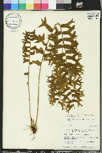 Nephrolepis falcata image