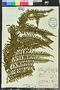 Pteris tripartita image