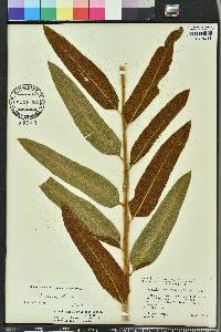 Acrostichum danaeifolium image