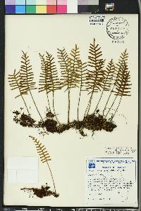 Pleopeltis polypodioides image