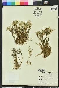 Selaginella tortipila image