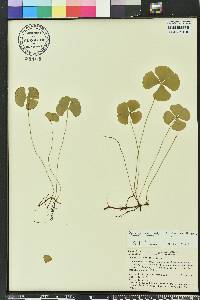 Marsilea macropoda image