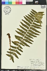 Dryopteris ludoviciana image