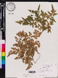 Lygodium japonicum image