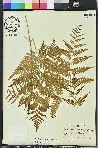 Pteridium aquilinum subsp. pseudocaudatum image