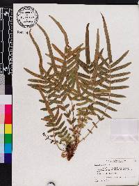 Pteris vittata image