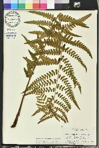 Dryopteris ludoviciana image