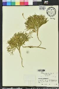 Diphasiastrum tristachyum image