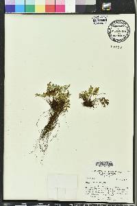 Asplenium montanum image