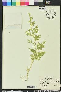 Selaginella uncinata image