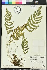 Thelypteris kunthii image