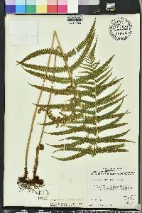 Thelypteris kunthii image