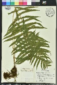 Thelypteris kunthii image