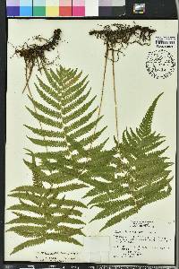 Thelypteris kunthii image