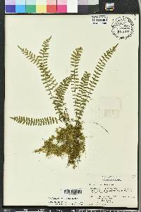 Asplenium resiliens image