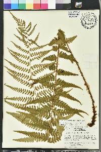 Dryopteris ludoviciana image