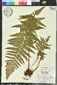 Dryopteris ludoviciana image