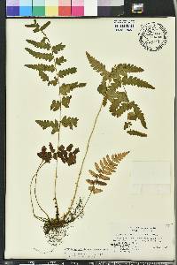 Dryopteris ludoviciana image