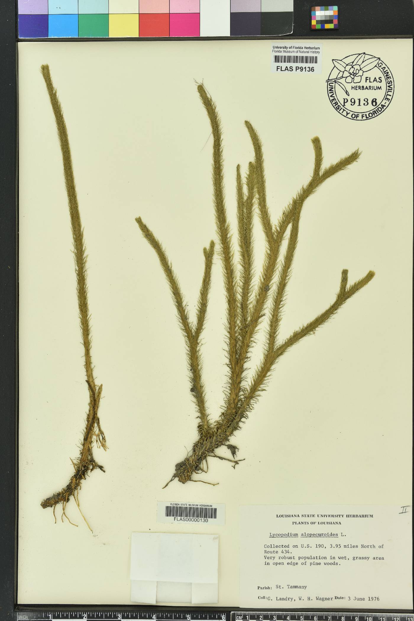 Lycopodiella alopecuroides image