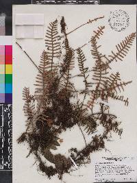 Polypodium squamatum image