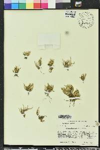 Selaginella arenicola image