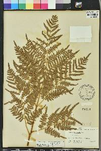 Pteridium aquilinum subsp. pseudocaudatum image