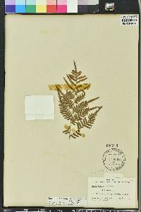 Pteridium aquilinum subsp. pseudocaudatum image