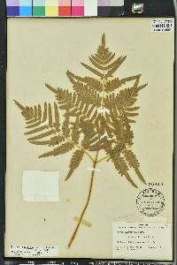 Pteridium aquilinum subsp. pseudocaudatum image