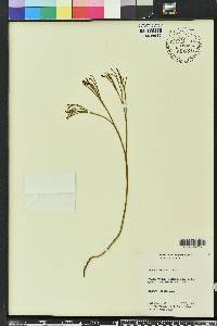 Psilotum nudum image