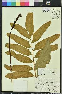 Acrostichum danaeifolium image