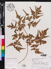 Lygodium japonicum image