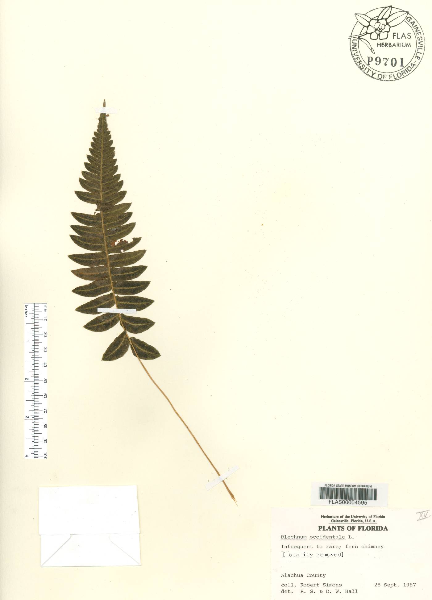 Blechnum occidentale var. minor image