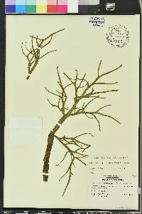 Ceratopteris pteridoides image