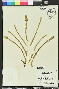 Lycopodiella alopecuroides image