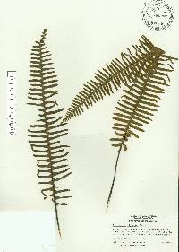 Pecluma ptilota image