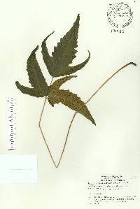 Tectaria heracleifolia image