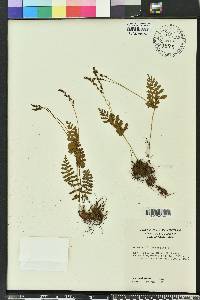 Anemia adiantifolia image