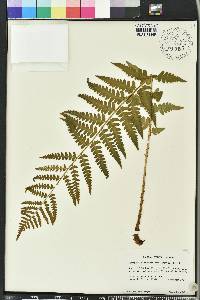 Dryopteris ludoviciana image