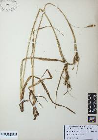 Carex scabrata image