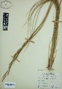 Spartina patens image