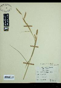 Spartina patens image