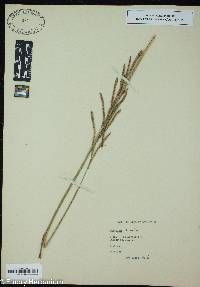 Paspalum urvillei image