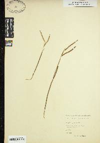 Paspalum praecox image