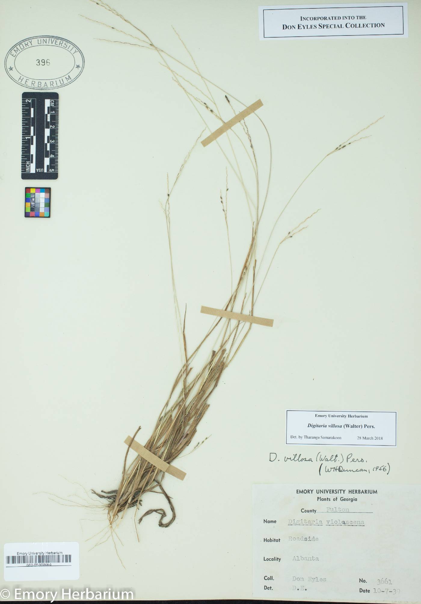 Digitaria villosa image