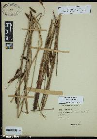 Carex glaucescens image