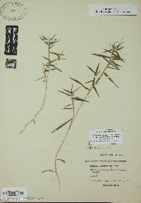 Dichanthelium acuminatum subsp. implicatum image