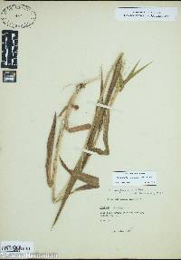 Dichanthelium scoparium image