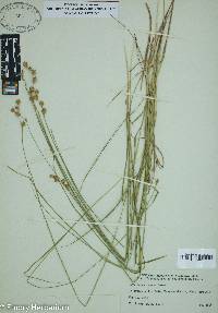 Carex tenera image